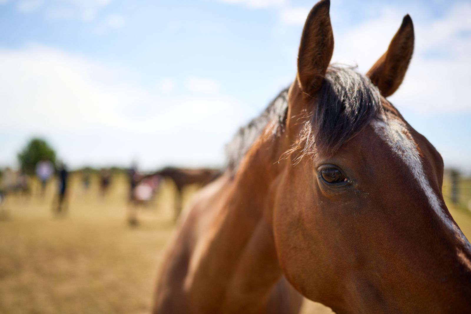 horse