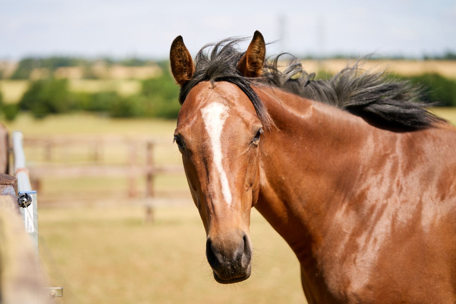 horse